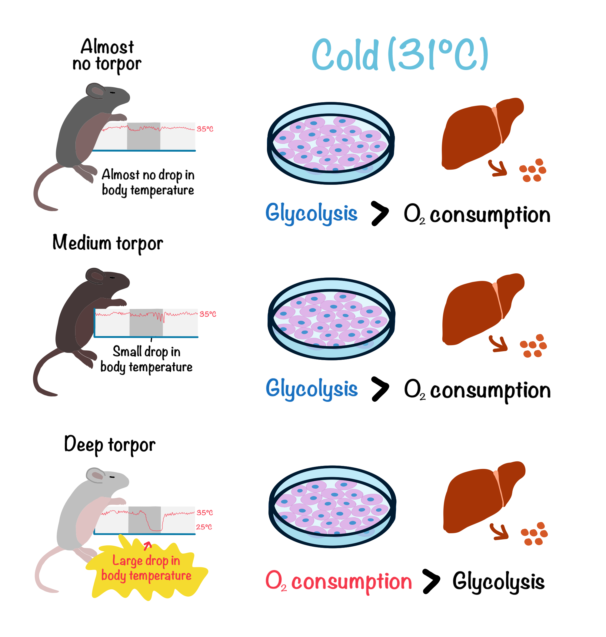 stem cells from deep torpor mice resist cold