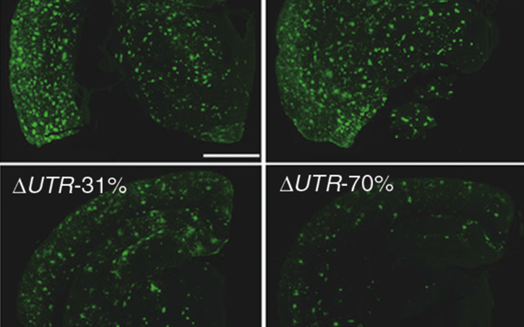 Mutation protects against Alzheimer’s disease in mice