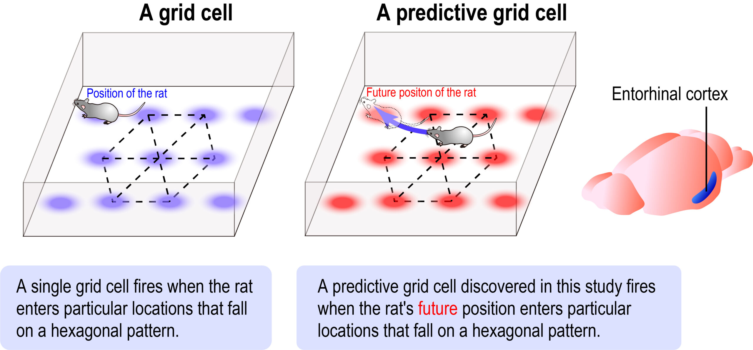 predictive grid cell schematic