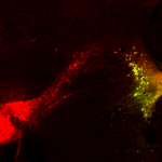 Astrocytes powered by norepinephrine during fear-memory formation