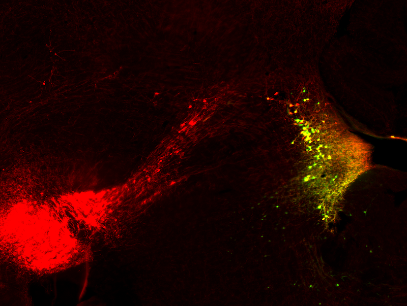 Astrocytes powered by norepinephrine during fear-memory formation