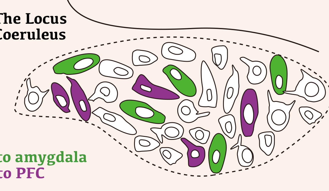 Learning and unlearning to fear: The two faces of noradrenaline