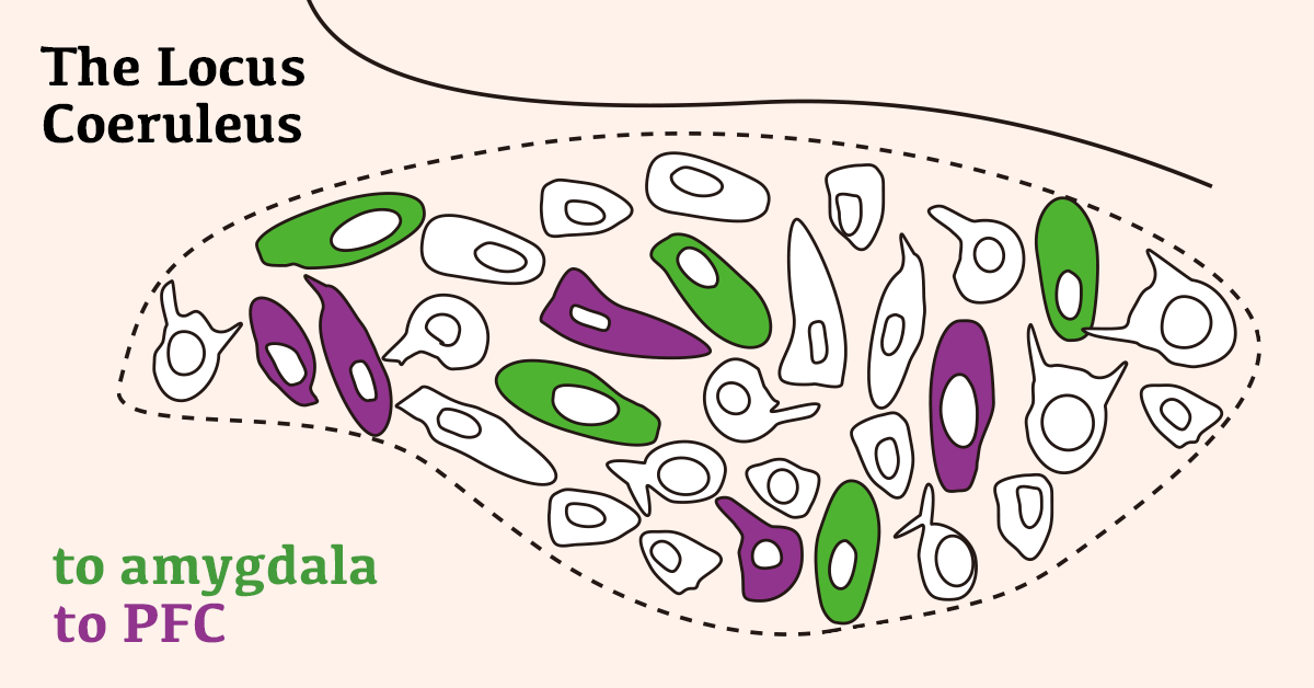 Schematic of amygdala- and PFC-projecting neurons in the locus coeruleus