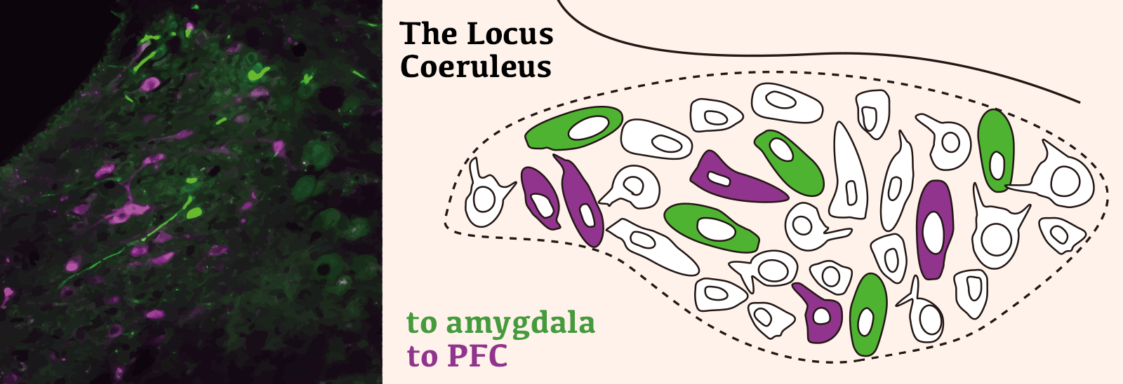 photo and schematic of amygdala and p-f-c projecting cells in the locus coeruleus