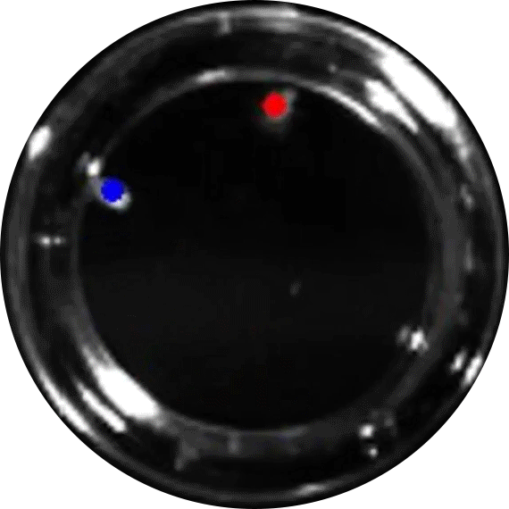 video showing fly attraction to poo