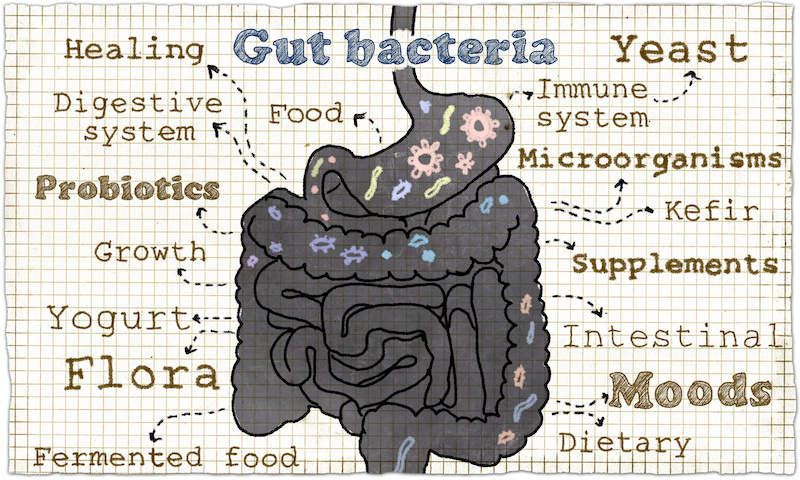 gut bacteria infographic