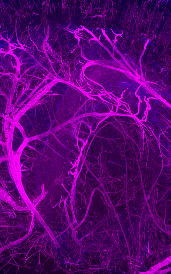 histo-vision mouse brain close-up