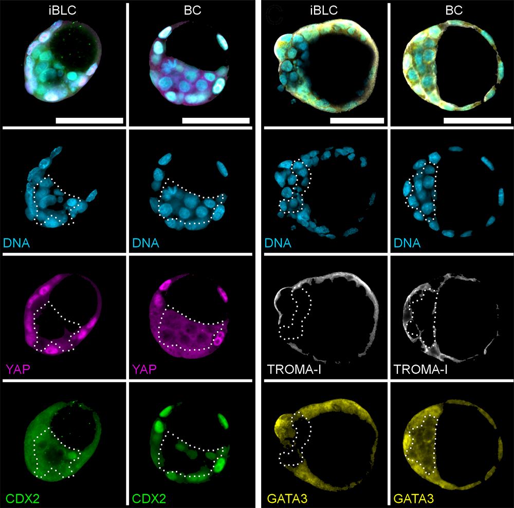 induced blastocyst-like cysts resemble blastocysts