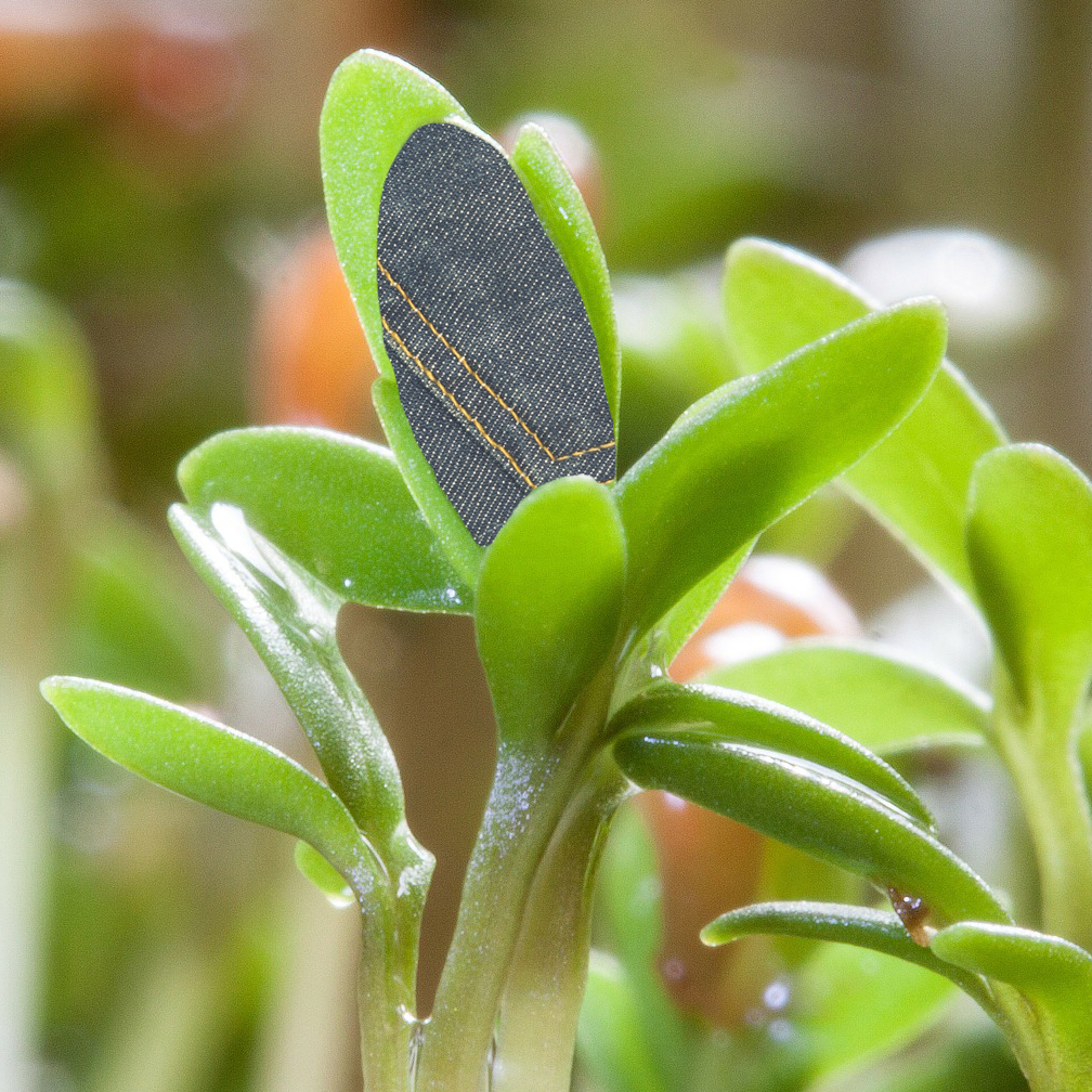 Blue gene regulation helps plants respond properly to light