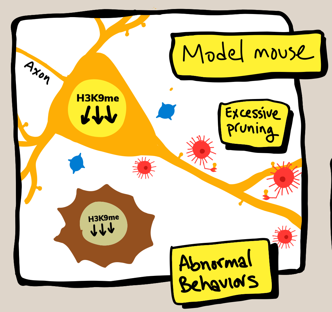 Kleefstra syndrome in mice reversed after birth