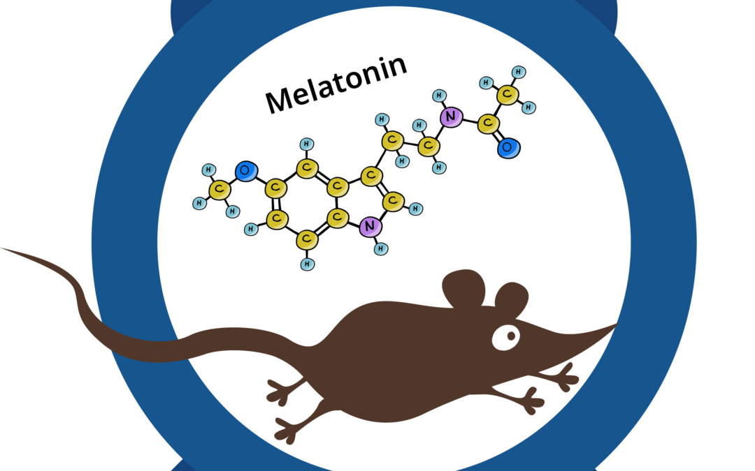 Melatonin in mice, circadian rhythms, and daily torpor