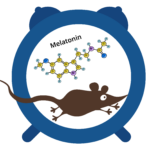 Melatonin in mice, circadian rhythms, and daily torpor