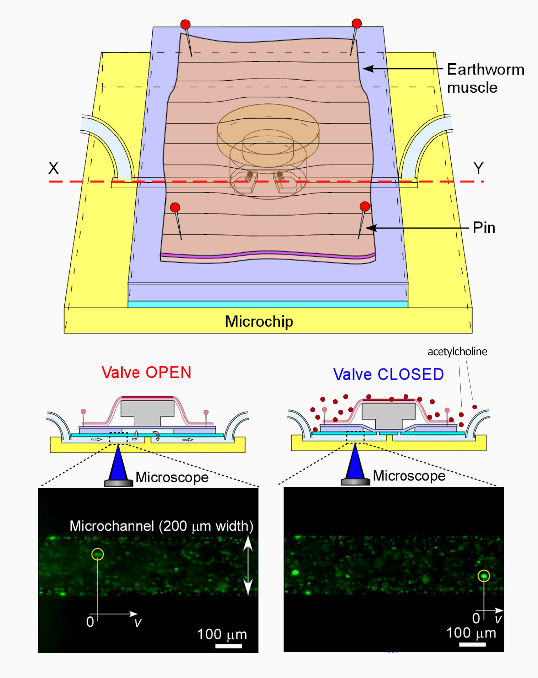 earthworm muscle bio‐MEMS schematic