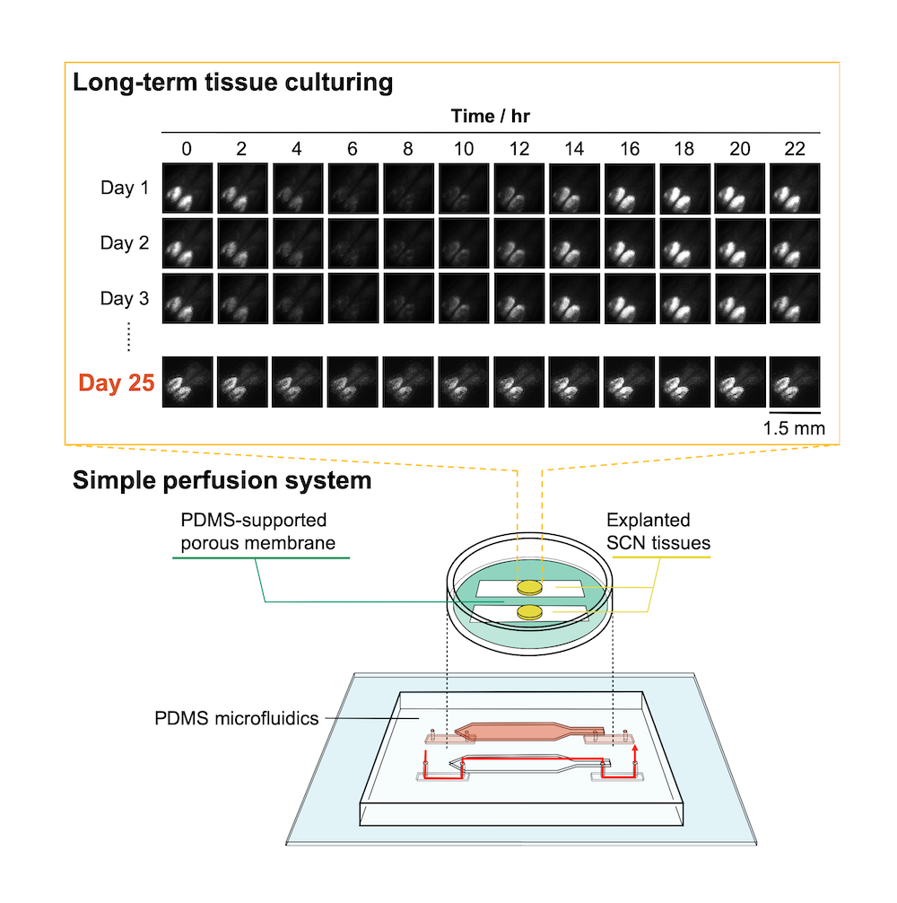 microfluidic tissue culture device