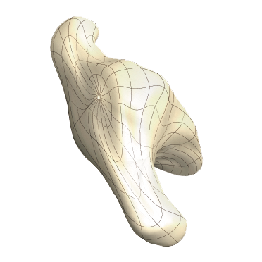 Visualizing chick-brain morphogenesis