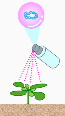 Nanocarrier spray: better crops without genetic modification
