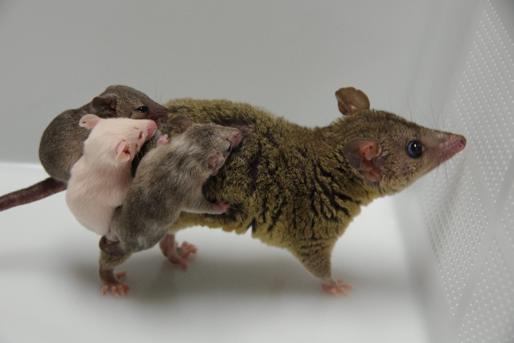 First genome editing in marsupials