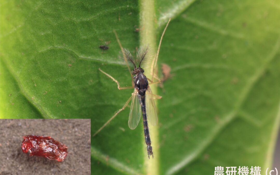 Heat shock system helps dried up bug come back to life