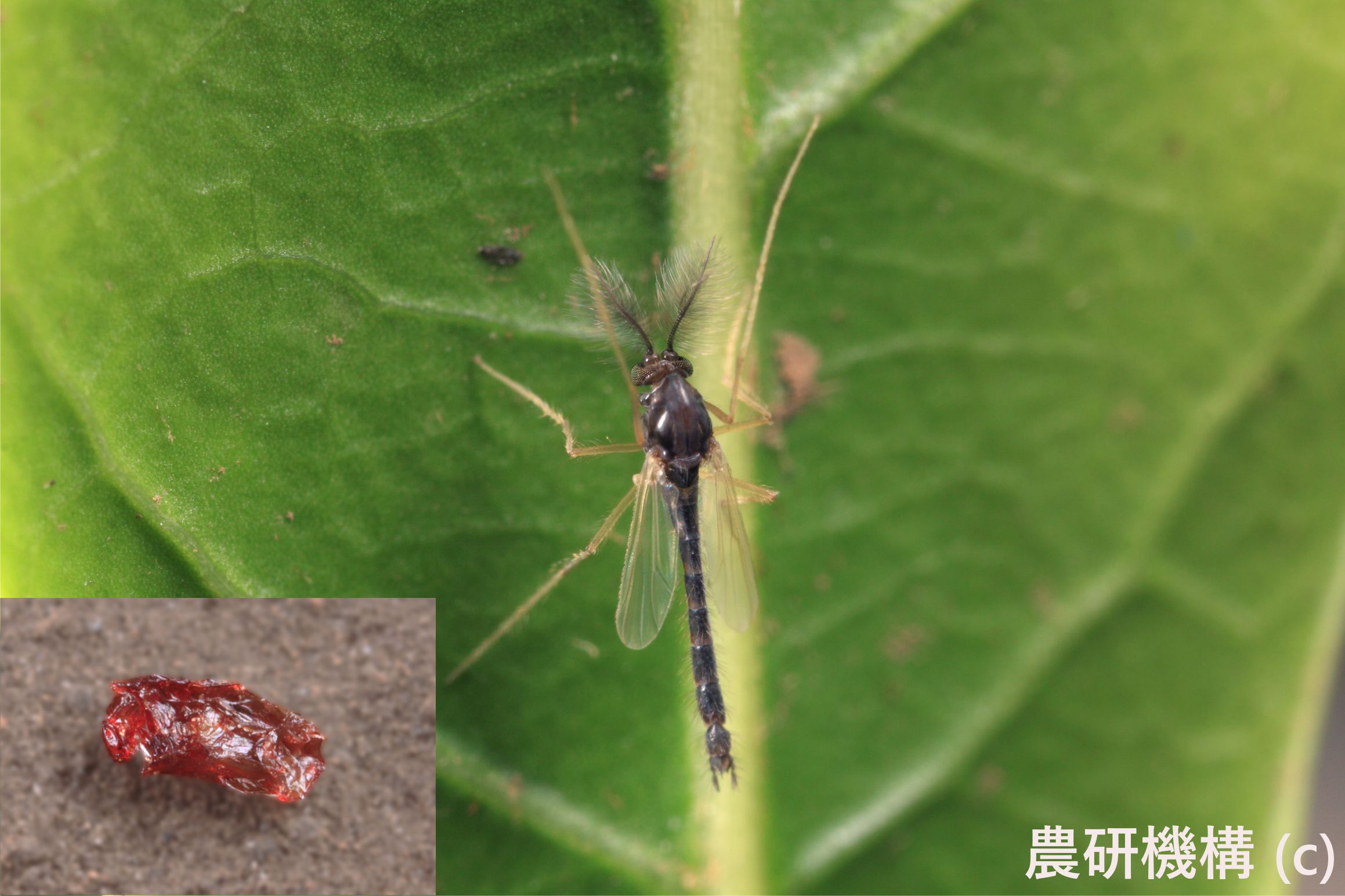 Heat shock system helps dried up bug come back to life