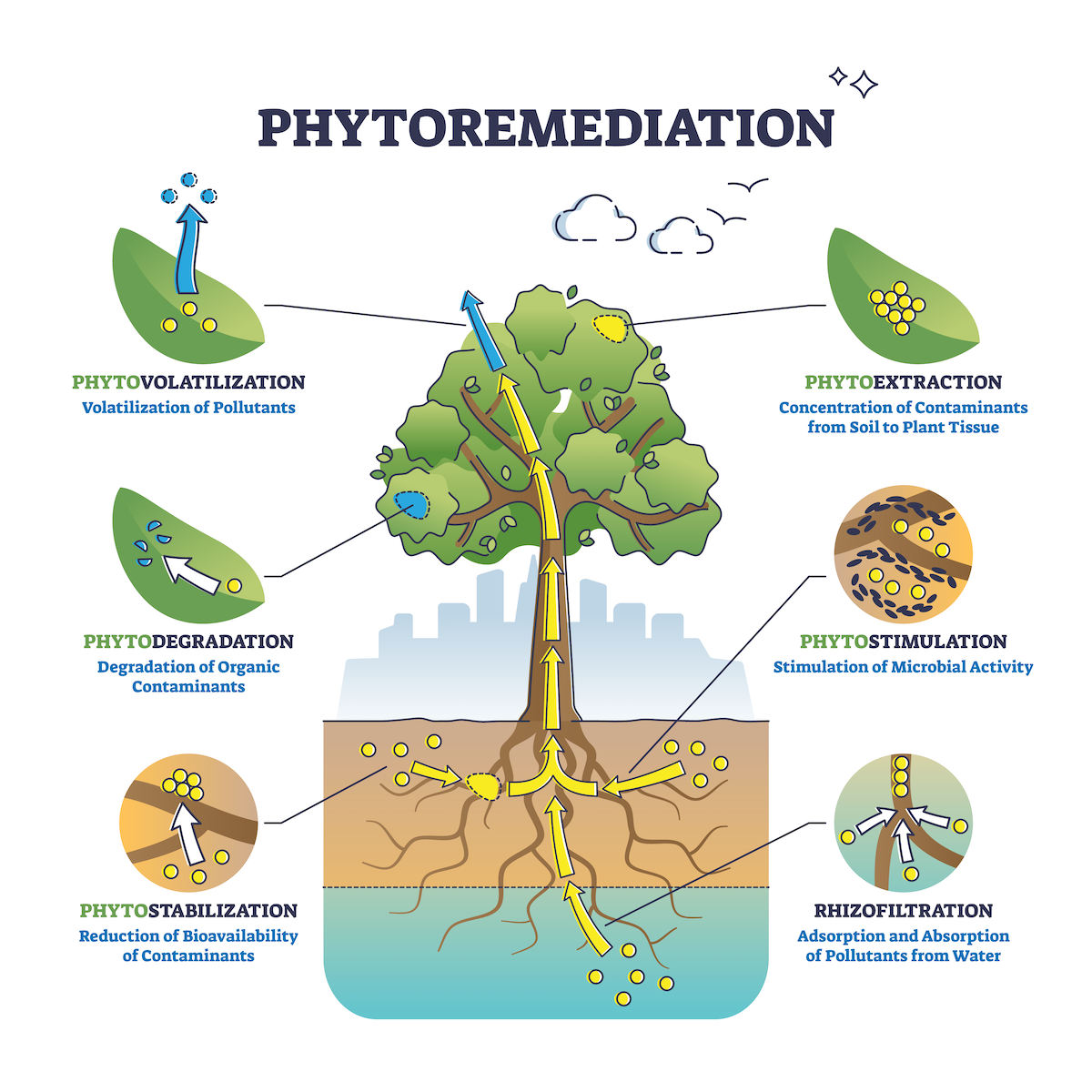 phytoremediation schematic