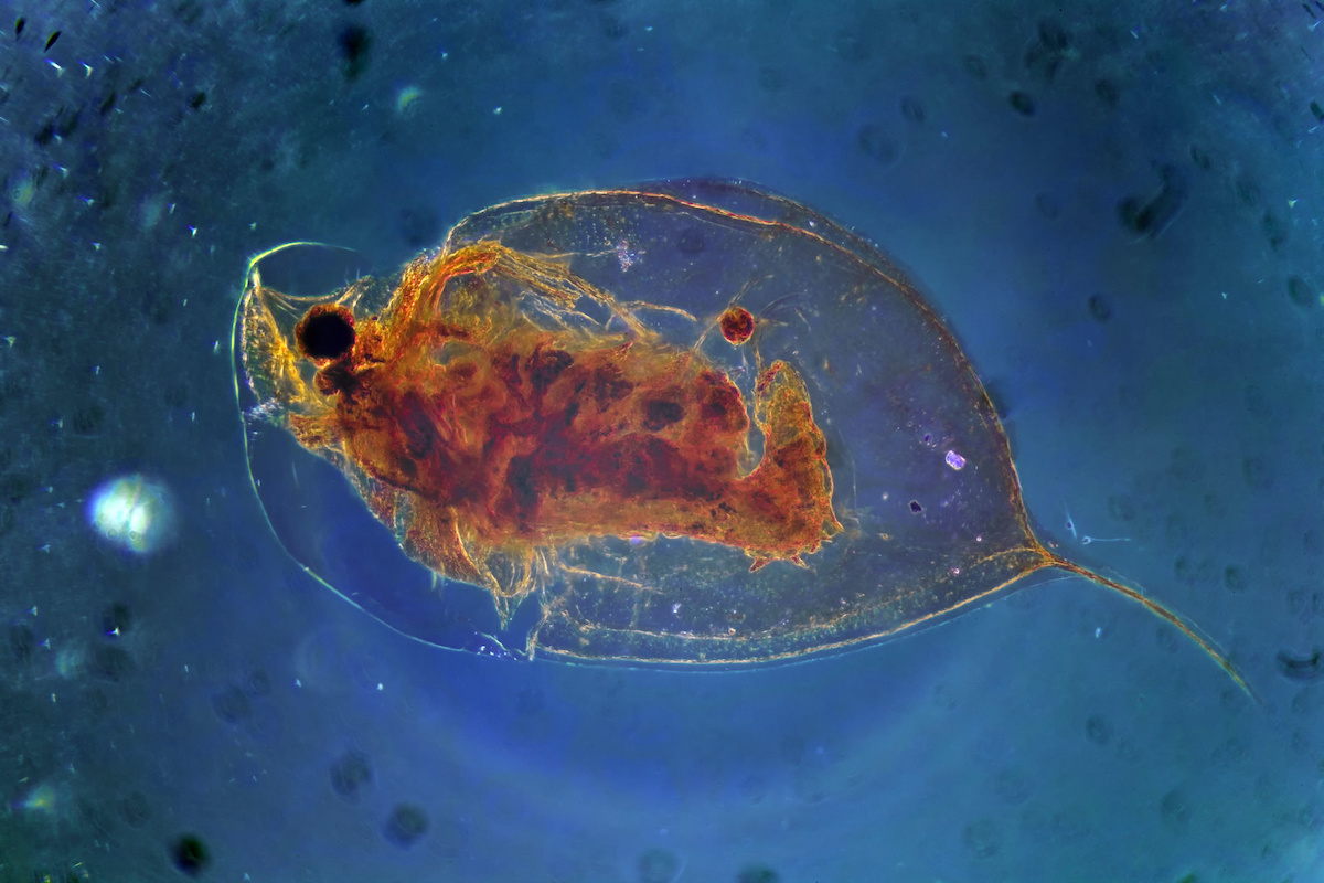 Zooplankton from the genus Daphnia