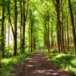 Old dirt road in a forest with lush magical and green wilderness of vibrant trees growing outside. Peaceful nature landscape of endless woodland with empty and quiet path to explore on adventure