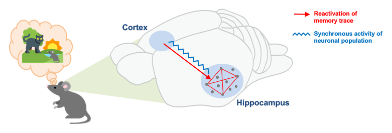 ACC-hippocampal synchrony for remote memories