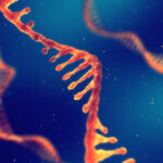 Understanding non-coding DNA: gene “enhancers”