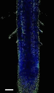 calcium response to DMBQ in root