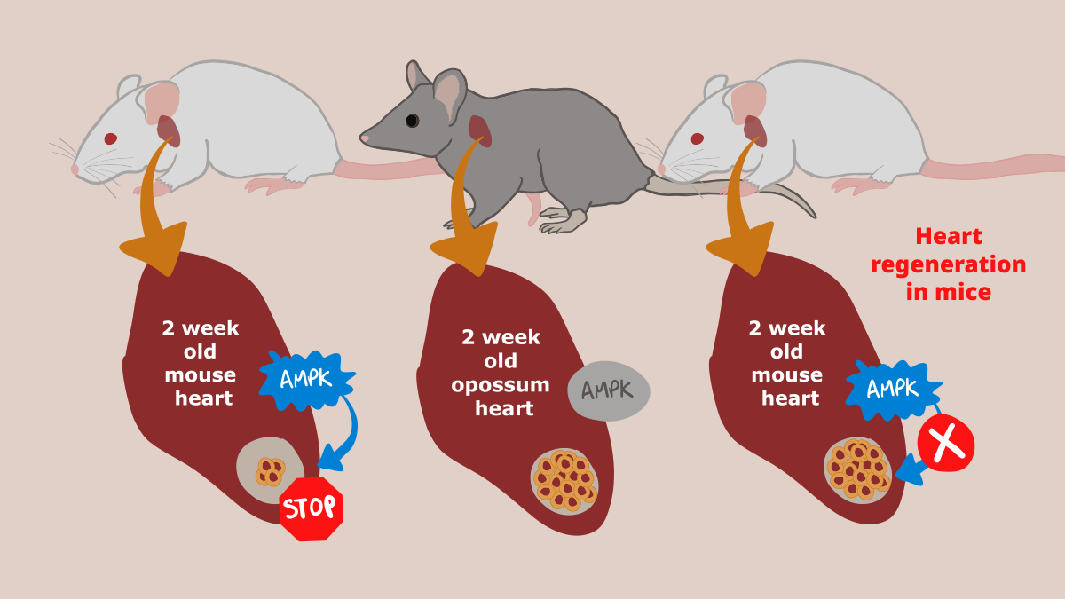 Marsupial heart regeneration ability given to mice - It Ain't Magic