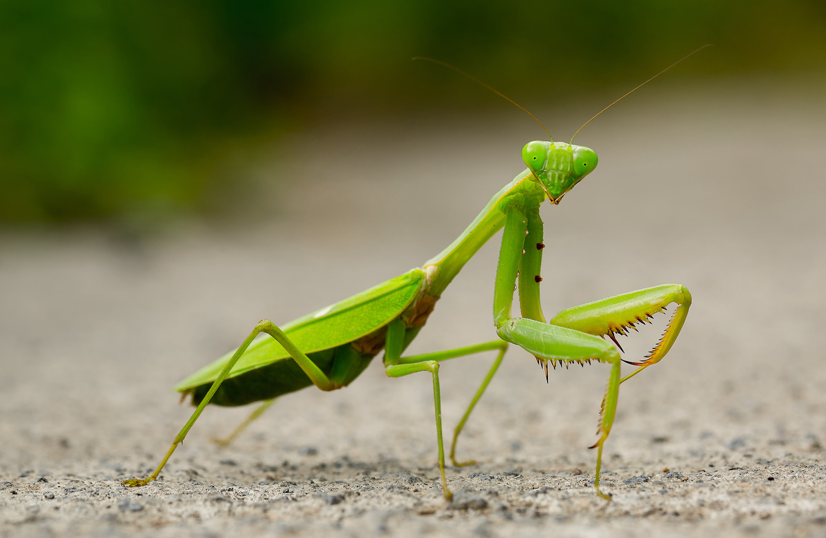 La transferencia horizontal de genes permite a los gusanos mantis controlar a los huéspedes mantis.