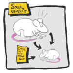 social novelty test in mice