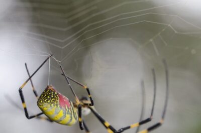 Quick, call Spiderman: scientists discover how spider silk is formed
