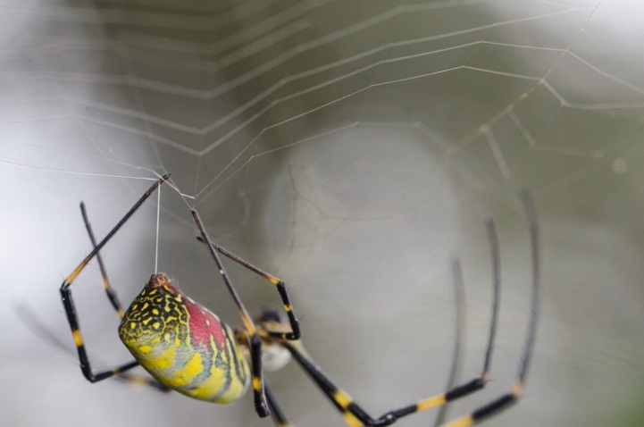 Quick Call Spiderman Scientists Discover How Spider Silk Is Formed It Aint Magic 