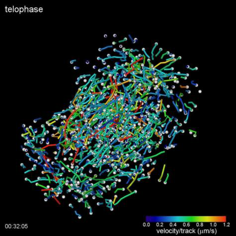 3D imaging of microtubules