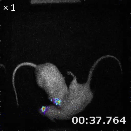 movie showing bioluminescence imaging in two live rats