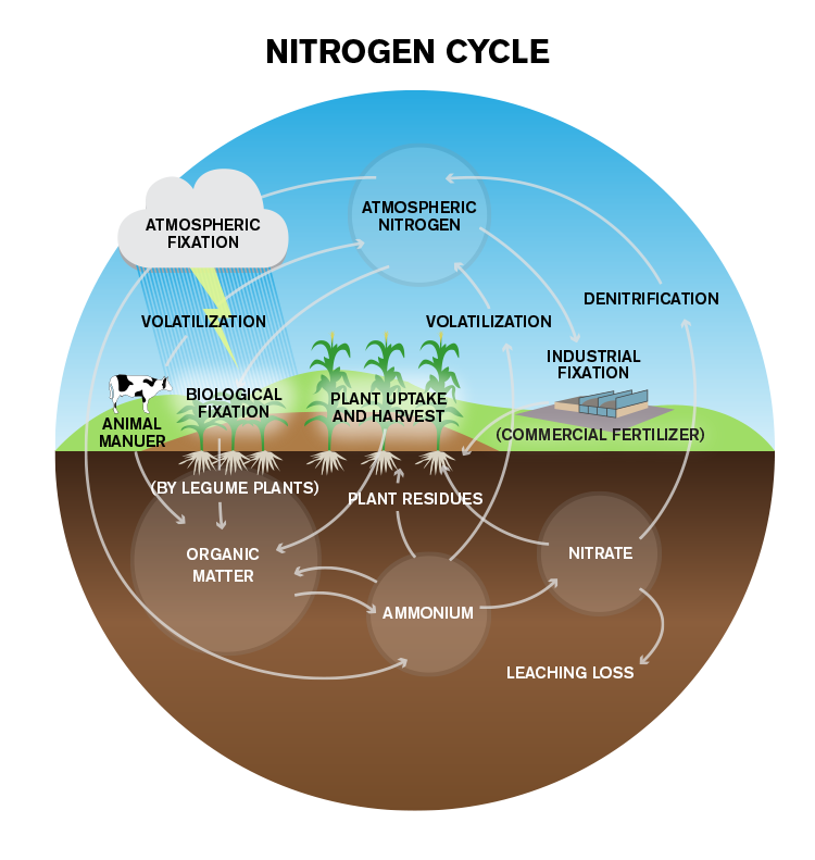 Organic nitrogen in soil helps crop growth It Ain't Magic